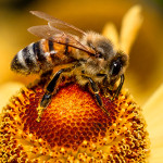 Bijenproducten: goed voor de mens! (Superfoods #4)